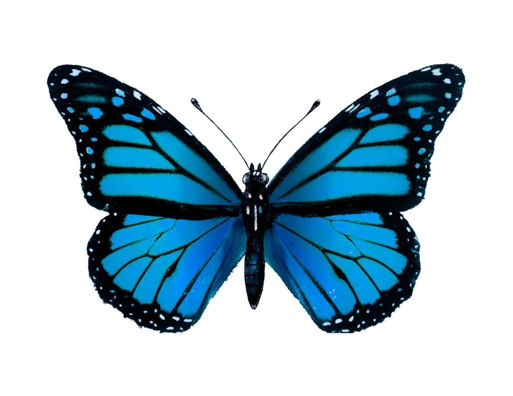 Ellen Booth Hypnotherapist